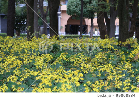白川公園の一角を埋め尽くすツワブキ 白川公園の一角を埋め尽くすツワブキ 99868834
