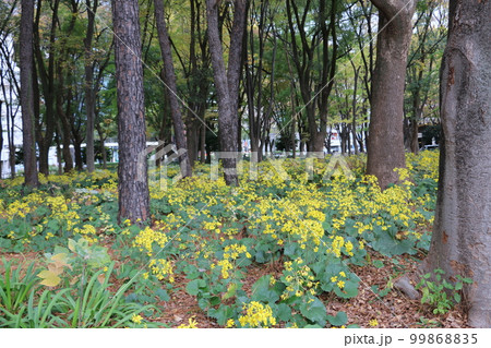 白川公園の一角を埋め尽くすツワブキ 白川公園の一角を埋め尽くすツワブキ 99868835