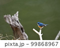 水辺の枯れ木とルリビタキ 99868967
