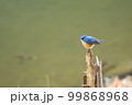 水辺の止まり木とルリビタキ 99868968