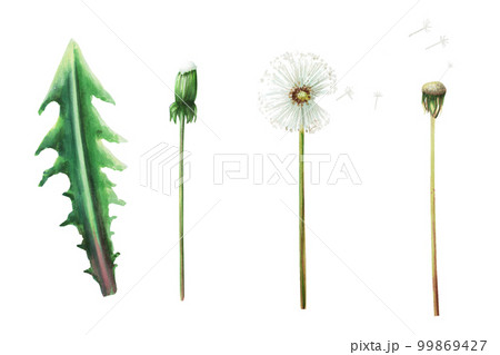 Watercolor set of botanical illustration meadow yellow dandelion flowers and green leaves. Hand painting clipart on a white isolated background. For designers, decoration, postcards, wrapping paper 99869427
