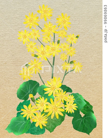秋の野山に華やかに咲くツワブキの花 99869863