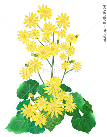 食べられる野草ツワブキツワブキの花 99869864