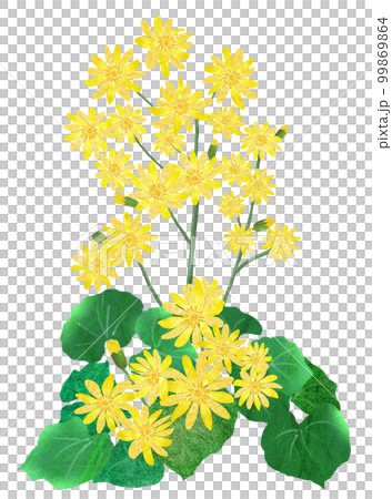 食べられる野草ツワブキツワブキの花 99869864