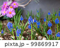 可愛い青いお花 99869917