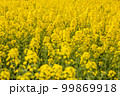 都会の菜の花畑 99869918