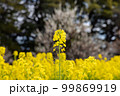 都会の菜の花畑 99869919