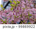 都会の河津桜 99869922