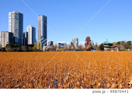 冬の上野・不忍池 99870441