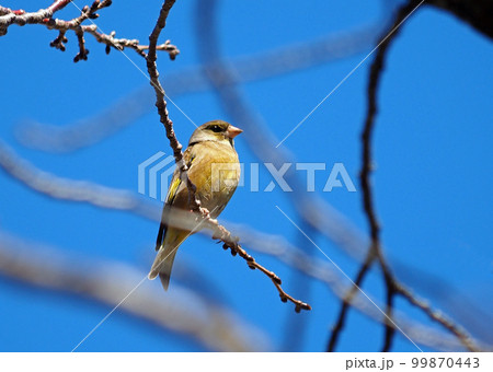 カワラヒワ 99870443