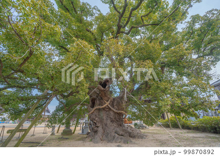 善通寺 善通寺 99870892
