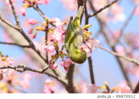 《小田原フラワーガーデン》早咲きの桜とメジロ 99870912
