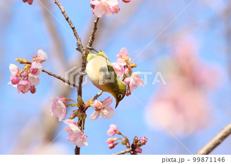 《小田原フラワーガーデン》早咲きの桜とメジロ 99871146
