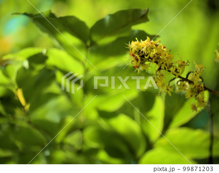9月に咲いたオオモクゲンジの花 99871203