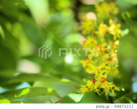 9月に咲いたオオモクゲンジの花 99871211