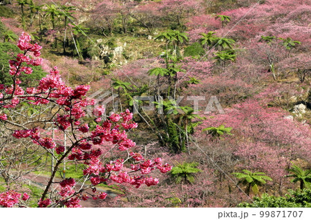沖縄県国頭郡本部町 もとぶ八重岳桜まつり会場の琉球寒緋桜の桜並木とさくらの山 沖縄県国頭郡本部町 もとぶ八重岳桜まつり会場の琉球寒緋桜の桜並木とさくらの山 99871707