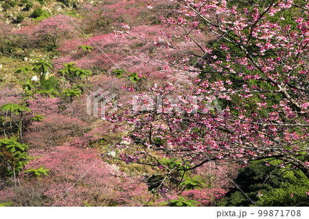 沖縄県国頭郡本部町　もとぶ八重岳桜まつり会場の琉球寒緋桜の桜並木とさくらの山 99871708