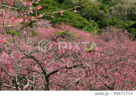 沖縄県国頭郡本部町 もとぶ八重岳桜まつり会場の琉球寒緋桜の桜並木とさくらの山 沖縄県国頭郡本部町 もとぶ八重岳桜まつり会場の琉球寒緋桜の桜並木とさくらの山 99871714