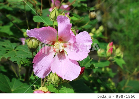 ピンク色の花弁が綺麗!フヨウ(芙蓉) ピンク色の花弁が綺麗!フヨウ(芙蓉) 99871960