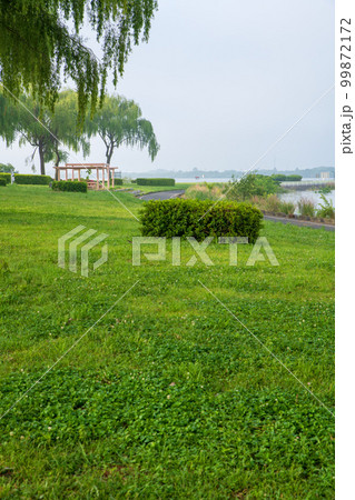 谷中湖　渡良瀬遊水地　中の島　早朝の風景　　 99872172