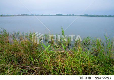 谷中湖　渡良瀬遊水地　中の島からの眺め　早朝の風景　　 99872293