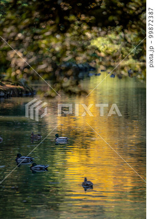 栗林公園 99872387