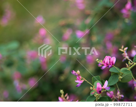 9月に咲いたケハギの花 99872711