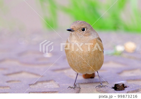 Daurian Redstart/ジョウビタキ雌 99873216