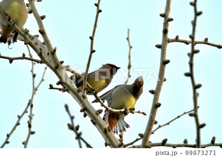 美しいヒレンジャク 尾羽を開いている鳥 美しいヒレンジャク 尾羽を開いている鳥 99873271