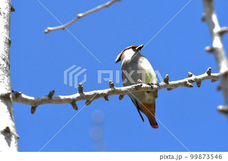 ヒレンジャクと青空の風景 ヒレンジャクと青空の風景 99873546