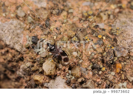 生き物　昆虫　クロハナカメムシ、成虫で越冬。冬はケヤキなどの樹皮下に集団でいるようです 99873602