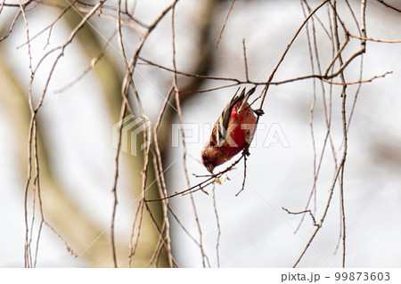 ベニマシコ 99873603