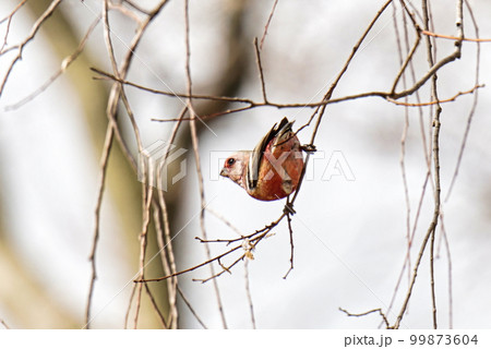 ベニマシコ 99873604