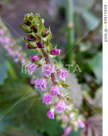 赤紫蘇の花 赤紫蘇の花 99873608