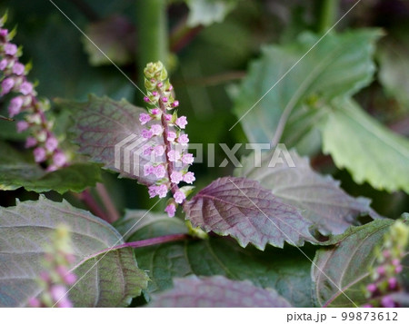 赤紫蘇の花 99873612