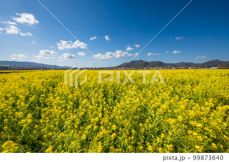 早春の南房総 鴨川の菜な畑ロード 青空のもと満開の菜の花が輝く 早春の南房総 鴨川の菜な畑ロード 青空のもと満開の菜の花が輝く 99873640