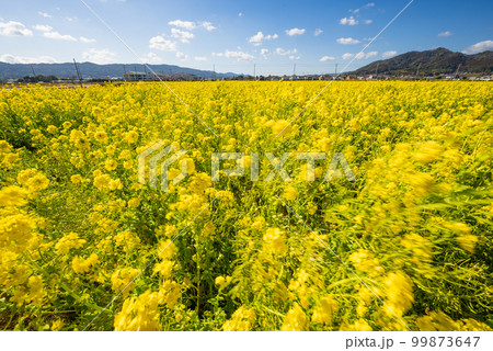 早春の南房総 鴨川の菜な畑ロード 青空のもと満開の菜の花が春一番に揺れる 99873647