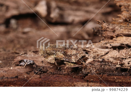 生き物　昆虫　ミミズク、幼虫です。擬態の天才？どこにいるかな② 99874229