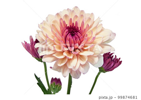 【菊】 (深度合成) 99874681