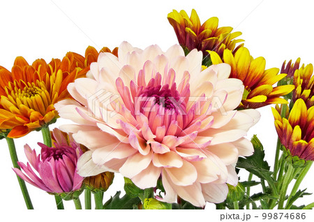 【菊】 (深度合成) 【菊】 (深度合成) 99874686