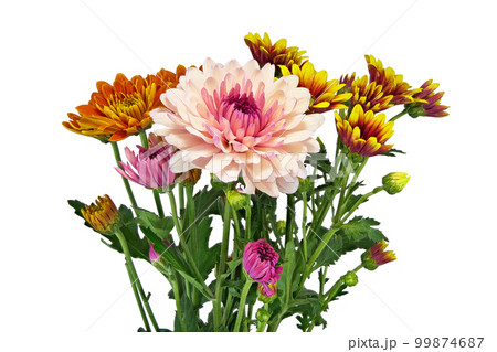 【菊】 (深度合成) 99874687