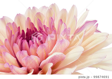 【菊】 (深度合成) 【菊】 (深度合成) 99874691