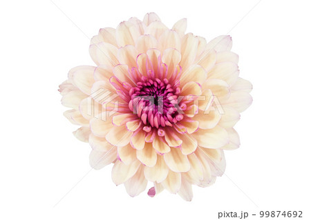 【菊】 (深度合成) 【菊】 (深度合成) 99874692