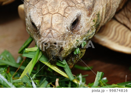 カメの食事 99874816