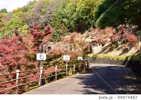 足利市　織姫公園もみじ谷の鮮やかな紅葉と散策路 99874882