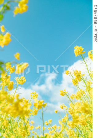 春イメージ 青空と菜の花 春イメージ 青空と菜の花 99874931