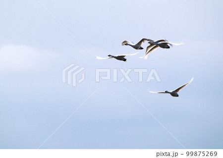 ハクチョウの飛翔 99875269