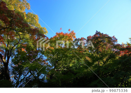 色づくもみじの葉　紅葉 99875336