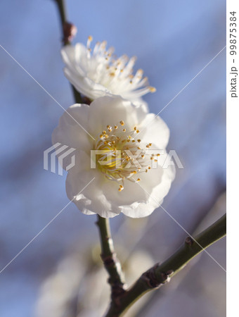 白梅　マクロ 99875384