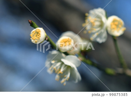 白梅　マクロ 99875385